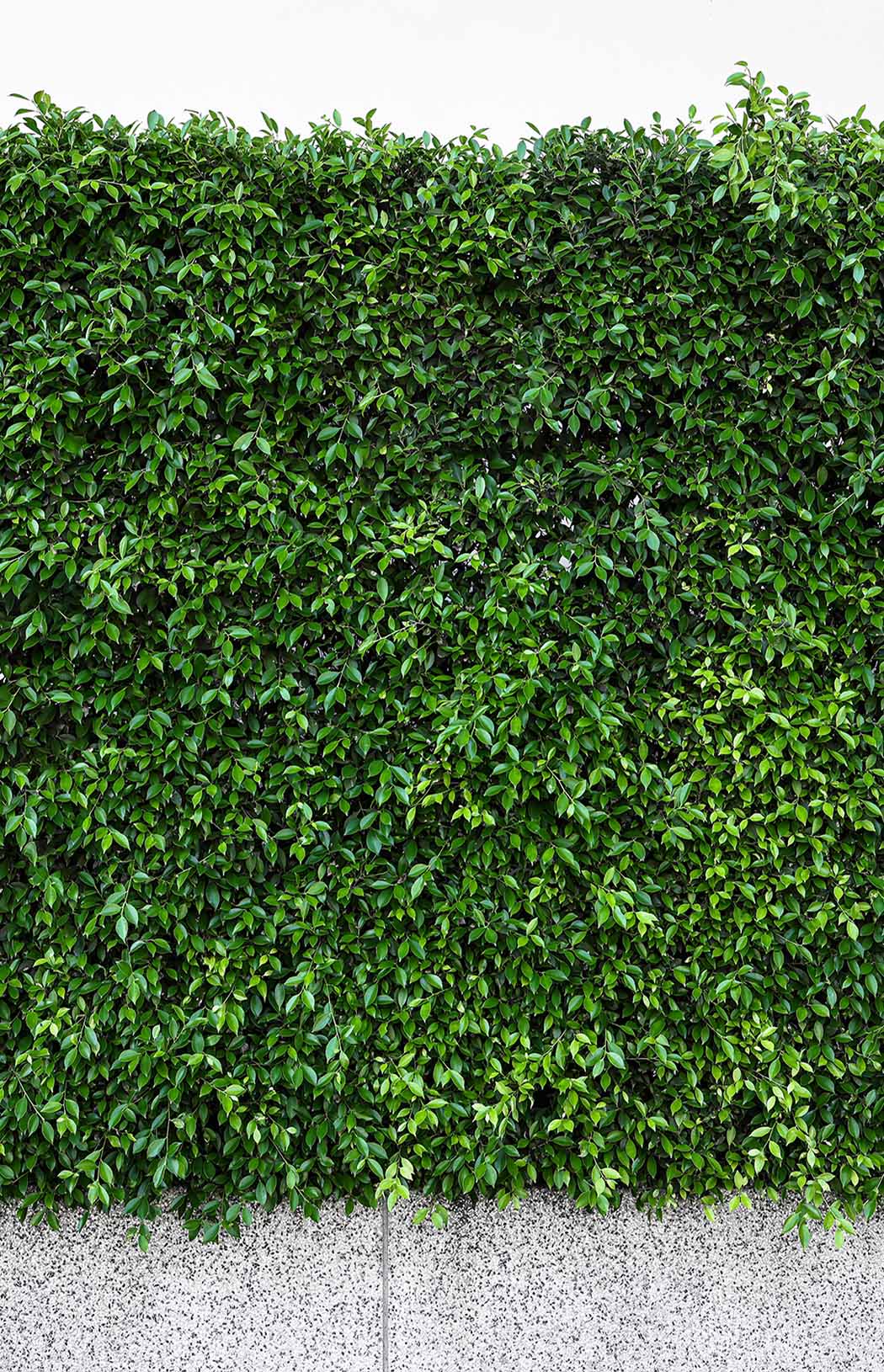 green-tree-wall-on-the-road
